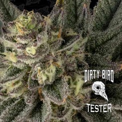 Close-up image of a frosty cannabis bud with trichomes, showcasing purple hues and green leaves. Text overlay reads "Oil Storm [TESTER] (F)" beside a bird skull logo and "Oil Storm [TESTER] (F).