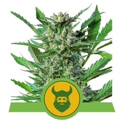 Royal Queen Seeds Royal Dwarf