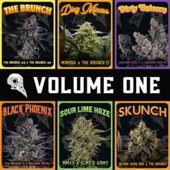 Image showing six different types of cannabis strains with names and images of the plants on labeled cards: The Brunch, Dirty Mimosa, Dirty Bird Volume 1 Box Set – Full Packs (F), Black Phoenix, Sour Lime Haze, and Skunch.