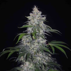 MEPHISTO GENETICS Fantasmo Express