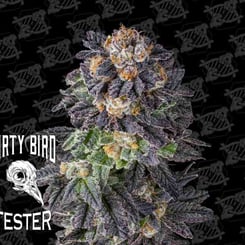 A close-up of a cannabis flower covered in trichomes with purple and green hues. The text "Dirty Bird Tester" is on the left with an image of a bird skull. The background has a repeated pattern of a logo.