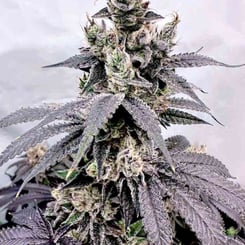 Exotic Genetix Dumb Gas