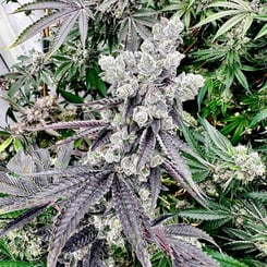 Exotic Genetix Grape-Gary