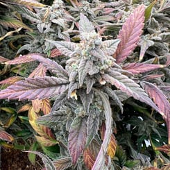 A close-up view of a Strawberry Milk and Qookies Remix Auto cannabis plant with dense buds and frosty, trichome-covered leaves in shades of green, purple, and yellow.