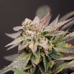 Close-up of an SR71 Purple Kush (F) cannabis plant with multiple leaves and buds, showing details of its green and purple coloration against a dark background.