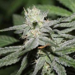 purple caper seeds true og fem