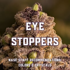 Eye Stoppers (Cannabis Seeds with Vibrant Color/Sugar Production)