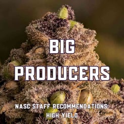 Big Producers (High Yield Cannabis Seeds)