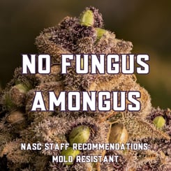 No Fungus Amongus (Mold, Mildew, Disease Resistant Cannabis Seeds)