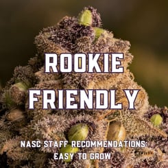 Rookie Friendly (Cannabis Seeds for the Beginner)