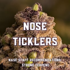 Nose Ticklers (Cannabis Seeds with Strong Terpene Profile)