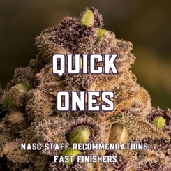 Quick Ones (Fast Finishing Cannabis Seeds)