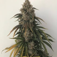 Mephisto Genetics > Beary White