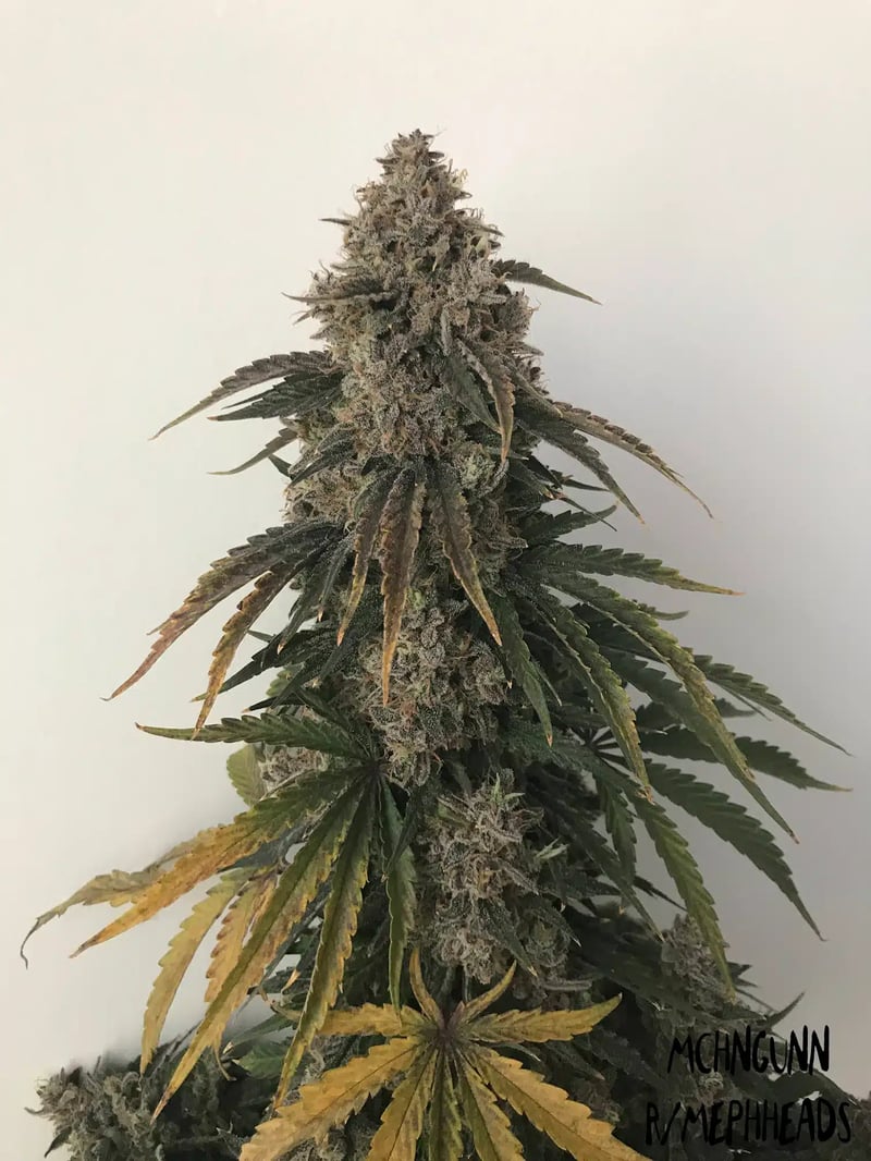 Mephisto Genetics > Beary White