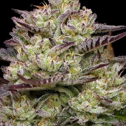 Humboldt Seeds Co > Donutz Triploid