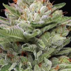 Close-up of a Durban Poison Auto - HUMBOLDT SEEDS cannabis flower with visible trichomes and orange pistils against a black background.