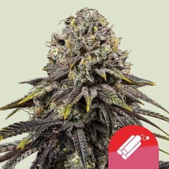 Royal Queen Seeds > Dynamite Diesel