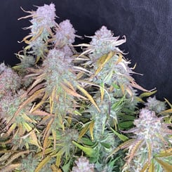 Mephisto Genetics > Funky Mangifera