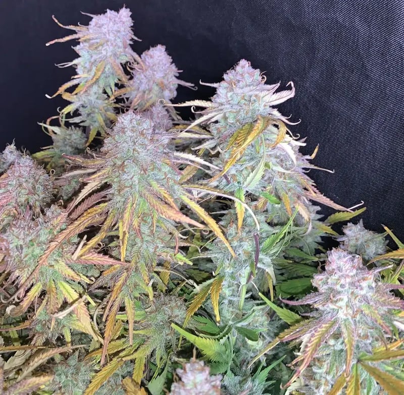 Mephisto Genetics > Funky Mangifera