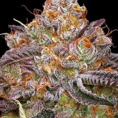 Close-up of a Granny Candy (F) cannabis bud with orange pistils and frosty trichomes against a black background.