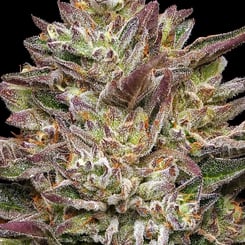 Close-up of a mature Guzzlerz (F) cannabis bud with vibrant purple and green leaves covered in trichomes, set against a black background.