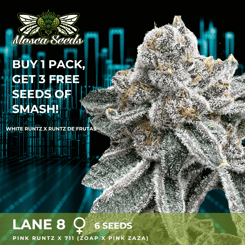 Promotional image for Mosca Seeds' cannabis seeds featuring a close-up of a frosty cannabis bud. Text reads: "Buy 1 pack, get 3 free seeds of Lane 8 (F) [MARCH 2024 DROP], 6 seeds, Pink Runtz x 711 (Zoap x Pink Zaza).