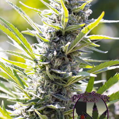 Close-up of a cannabis plant in sunlight with a logo in the bottom right corner reading "Purple Capex Seeds" featuring a cannabis leaf and red star. The strain showcased is Luxor's A5 Silver Haze (R).