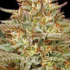 Close-up of an Orange Creampop (F) cannabis plant with numerous trichomes and vibrant orange pistils against a black background.