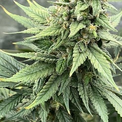 Mosca Seeds Pink LemonAid S1