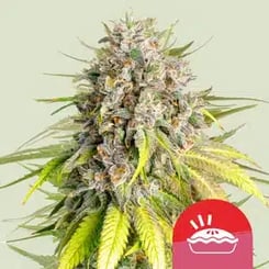 Royal Queen Seeds > Punch Pie