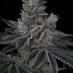 Sin City Seeds Rip Tide