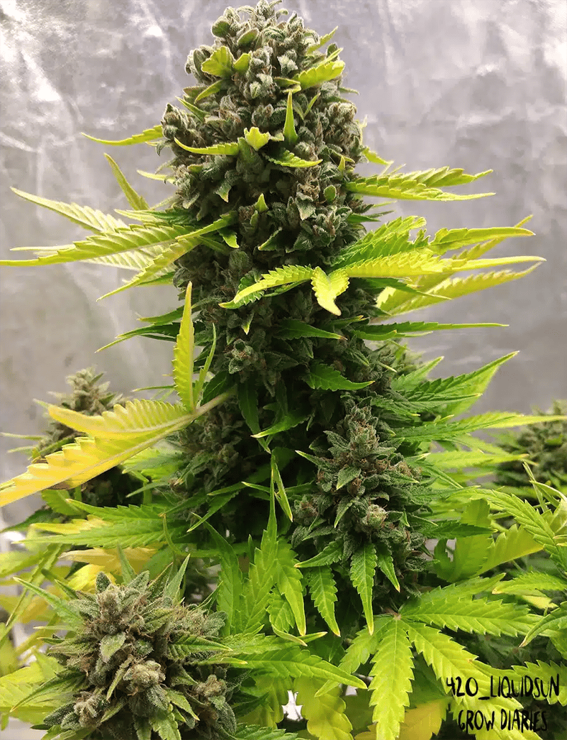 Mephisto Genetics > Stilton Special