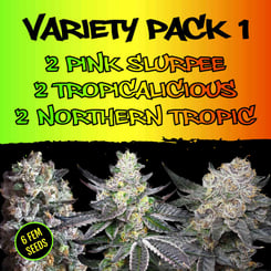 Elev 8 Seeds > Variety Pack 1