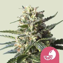 royal queen seeds lemon shining silver haze