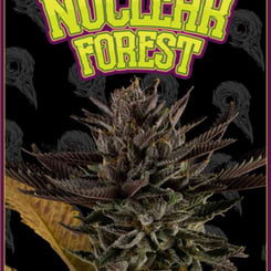 NUCLEAR FOREST DIRTY BIRD GENETICS