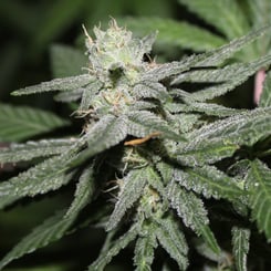 Purple Caper Seeds Alien Headband