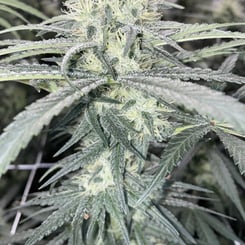 Irie Genetics > Chemical Cocktail cannabis seeds marijuana seeds weed seeds