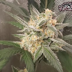 Night Owl Seeds Compound V Auto