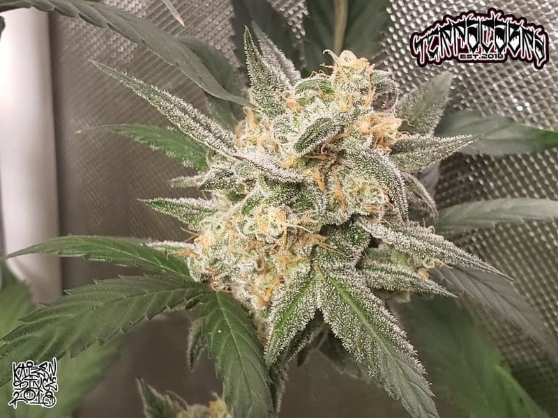 Night Owl Seeds Compound V Auto