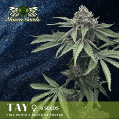 Mosca Seeds Tay