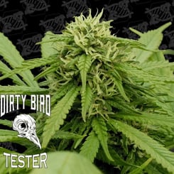 durban pie s1 b tester