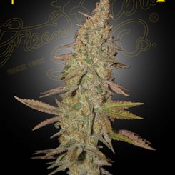 Greenhouse Seed Co Arjan's Ultra Haze #1