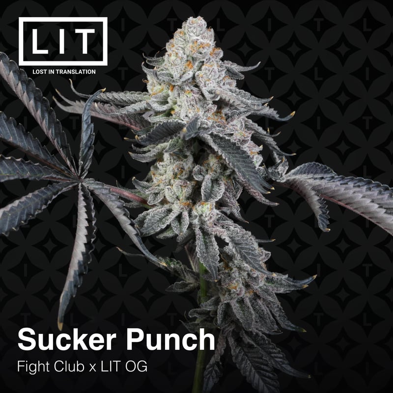 Lit Farms Sucker Punch