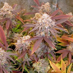 Irie Genetics > Character Zero cannabis seeds marijuana seeds weed seeds