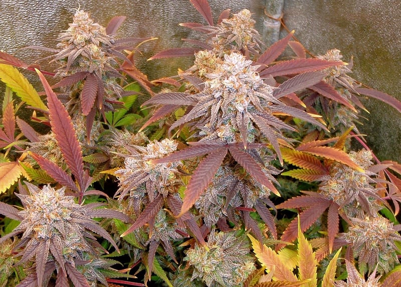 Irie Genetics > Character Zero cannabis seeds marijuana seeds weed seeds