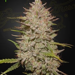 Greenhouse Seed Co > Chemical Candy Auto cannabis seeds marijuana seeds weed seeds