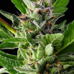 Purple Caper Forum Cookies X, weed seeds, cannabis seeds, marijuana seeds