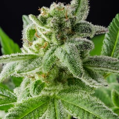 Purple Caper Haze Bomb weed seeds, marijuana seeds, cannabis seeds