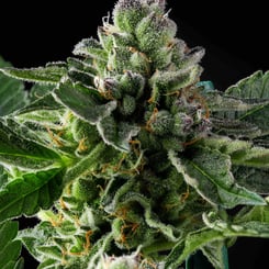 Purple Caper Seeds Haze Breath weed seeds, cannabis seeds, marijuana seeds