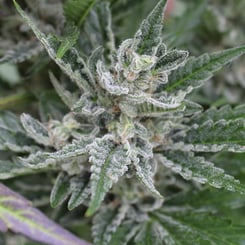 Purple Caper Haze Freak weed seeds, marijuana seeds, cannabis seeds